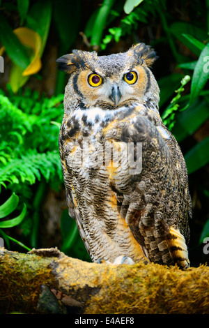 Grande Gufo cornuto al Florida Aquarium Tampa FL US Foto Stock