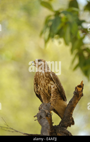 I capretti comune poiana (Buteo buteo) appollaiato su un ramo Foto Stock