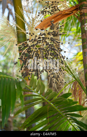 Fresh acai acai bacche Frutta Palm tree close-up Foto Stock