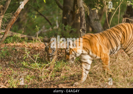 Tigre e il suo sub adulto cub passeggiate attraverso i boschi di Ranthambhore Foto Stock