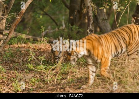 Tigre e il suo sub adulto cub passeggiate attraverso i boschi di Ranthambhore Foto Stock