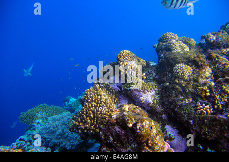 Riprese subacquee Coral reef con pesce tropicale Foto Stock