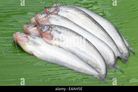 Acqua fresca Pabda pesci del sud-est asiatico sulla foglia verde Foto Stock