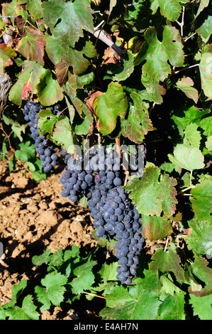 Vigneto di Nero d'Avola Vino vicino a Trapani, Sicilia Foto Stock