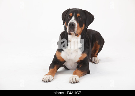 Maggiore Swiss Mountain Dog, maschio, 7 anni|Grosser Schweizer Sennenhund, Ruede, 7 Jahre alt Foto Stock