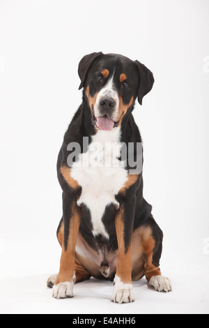 Maggiore Swiss Mountain Dog, maschio, 7 anni|Grosser Schweizer Sennenhund, Ruede, 7 Jahre alt Foto Stock