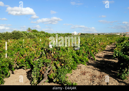 Vigneto di Nero d'Avola Vino vicino a Trapani, Sicilia Foto Stock