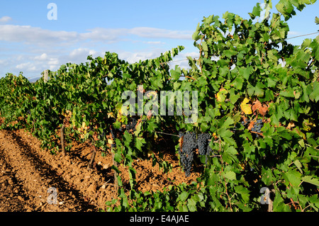 Vigneto di Nero d'Avola Vino vicino a Trapani, Sicilia Foto Stock