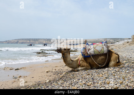Il Marocco cammello sulla spiaggia in una giornata di sole e dei pescatori Foto Stock