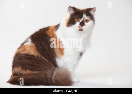 British Longhair Cat, cioccolato-tortie-white|Britisch Langhaar, cioccolato-tortie-bianco Foto Stock