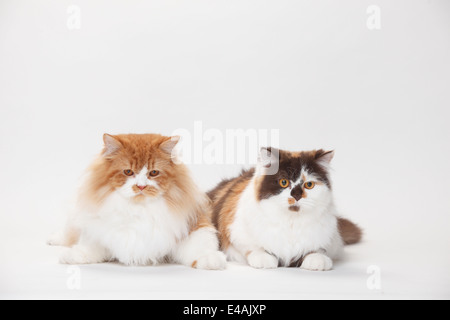British Longhair gatti rosso-bianco e il cioccolato-tortie-white |Britisch Langhaar, Paar, rot-weiss und chocolate-tortie-bianco Foto Stock