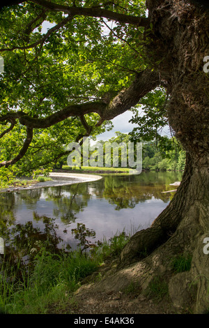 Il ferro di cavallo cade sul fiume Dee e l'inizio del Llangollen Canal vicino a Llangollen, Denbighshire, Wales, Regno Unito Foto Stock