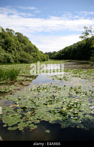 Lilly stagni (NT) Bosherston Pembrokeshire Wales UK Foto Stock