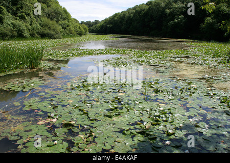 Lilly stagni (NT) Bosherston Pembrokeshire Wales UK Foto Stock