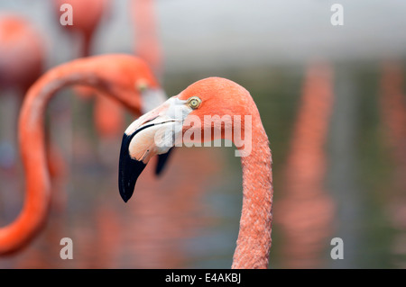 Flamingo a Seaword a San Diego, California. Foto Stock