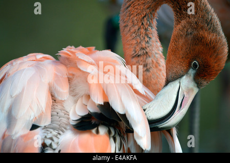 Flamingo a Seaword a San Diego, California. Foto Stock