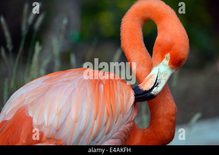 Flamingo a Seaword a San Diego, California. Foto Stock