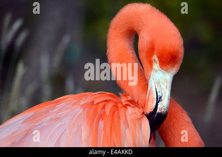 Flamingo a Seaword a San Diego, California. Foto Stock