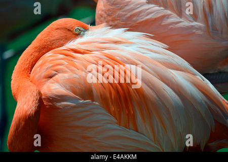 Flamingo a Seaword a San Diego, California. Foto Stock