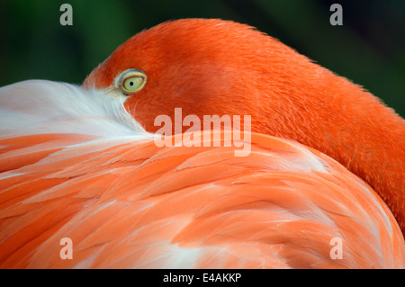 Flamingo a Seaword a San Diego, California. Foto Stock