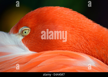 Flamingo a Seaword a San Diego, California. Foto Stock