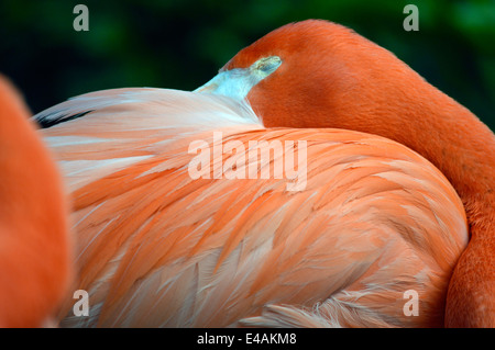 Flamingo a Seaword a San Diego, California. Foto Stock