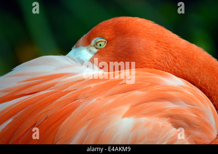 Flamingo a Seaword a San Diego, California. Foto Stock