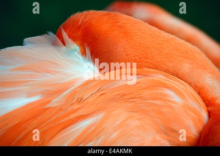 Flamingo a Seaword a San Diego, California. Foto Stock