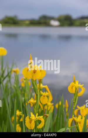 Nativo di bandiera gialla (Iris pseudacorus) iridi che cresce su un serbatoio, England, Regno Unito Foto Stock