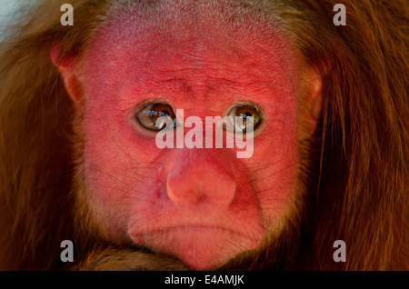 Rosso scimmia uakari cacajao calvus ucayalii Foto Stock