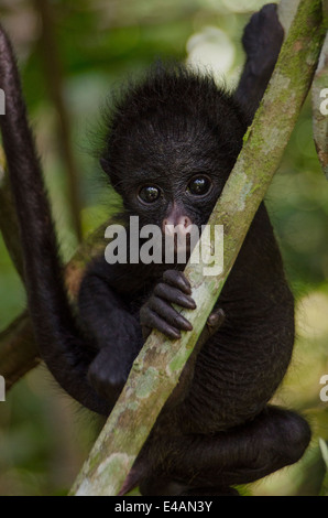 Nero-di fronte Spider monkey baby Foto Stock