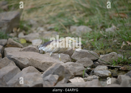 Maschio di stagno indiano heron o paddybird (Ardeola grayii) negli allevamenti di piumaggio in Ranthambhore Foto Stock