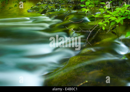 Little Creek galleggianti intorno rocce di muschio, una piccola cascata Foto Stock