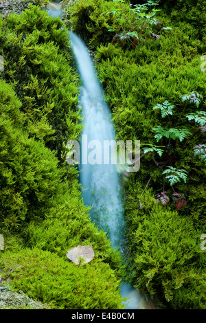 Little Creek galleggianti intorno rocce di muschio, una piccola cascata Foto Stock