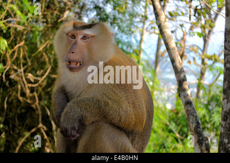 Crab-eating Macaque monkey asia thailandia Foto Stock