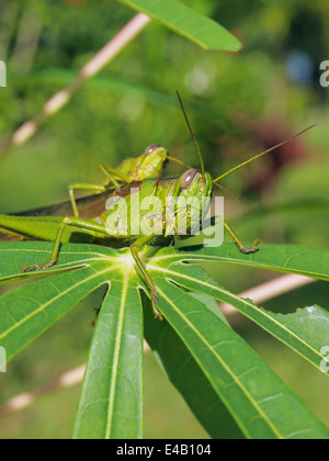 Cavalletta verde Mangia La Foglia di manioca in Costa Rica, America Centrale Foto Stock