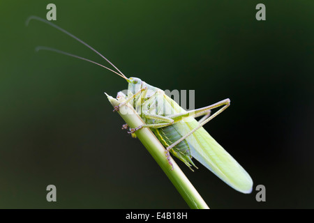 Vista laterale di un grande Bush-Cricket verde in canne. Foto Stock