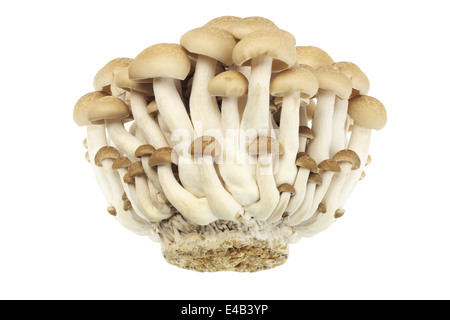 Giapponese faggio marrone funghi shimeji Buna Foto Stock