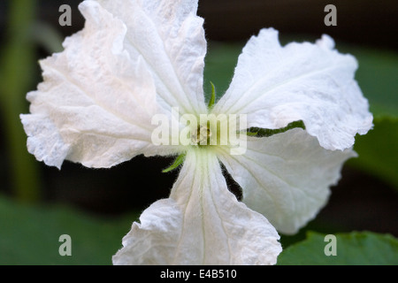 Lagenaria siceraria fiore. Calabash o vaso di fiori di zucca. Foto Stock