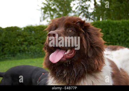 Cani giocando in un campo Foto Stock