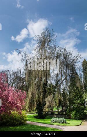 Alberi del giardino del castello. La molla del tema. Foto Stock