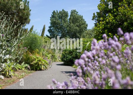 Vista generale di Ventnor Botanic Garden a Ventnor, Isola di Wight in Inghilterra su una soleggiata giornata estiva. Foto Stock