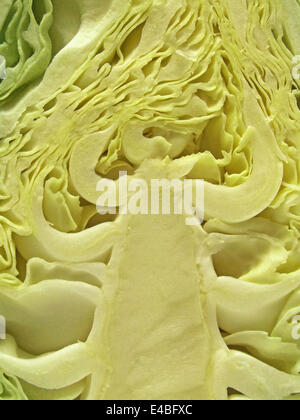 Cavolo cappuccio appuntito (Brassica oleracea) Foto Stock