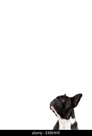 Cani isolati contro uno sfondo bianco Foto Stock