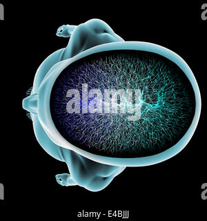 I neuroni synapse in funzione di cervello di corpo di sezione Foto Stock