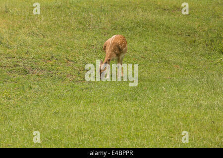 Daini quando pascolano sul prato verde di prati in forrest in estate Foto Stock