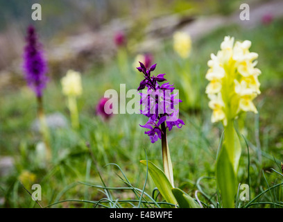 Giallo e viola di lupini, fotografato vicino Montecenisio in Valle di Susa, Italia. Foto Stock