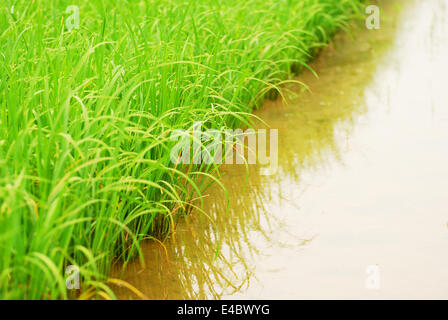 Riso verde vicino fino Foto Stock