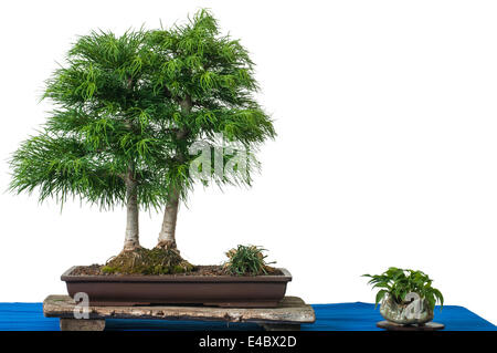 Golden larice come albero di bonsai Foto Stock