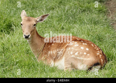 Daini (femmina) seduto sull'erba Foto Stock